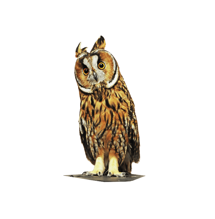 4-owlSlider