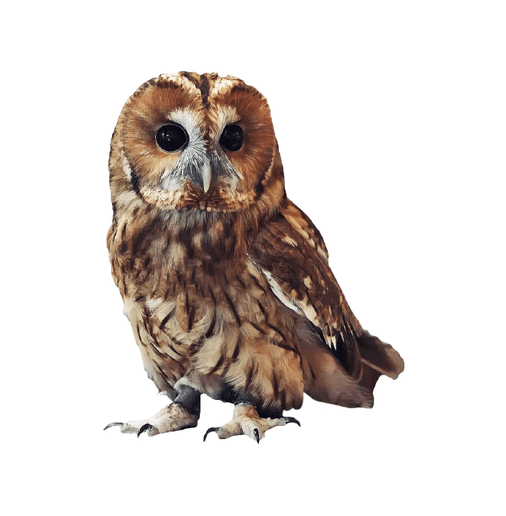 9-owlSlider 3